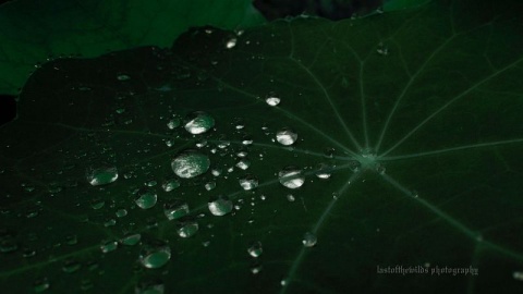 Kliknij na zdjęcie, żeby zobaczyć w pełnych wymiarach