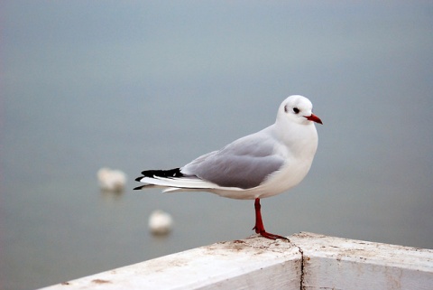 Kliknij na zdjęcie, żeby zobaczyć w pełnych wymiarach