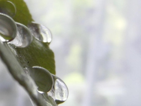 Kliknij na zdjęcie, żeby zobaczyć w pełnych wymiarach