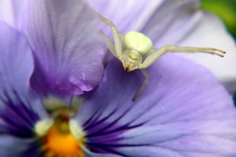 Kliknij na zdjęcie, żeby zobaczyć w pełnych wymiarach