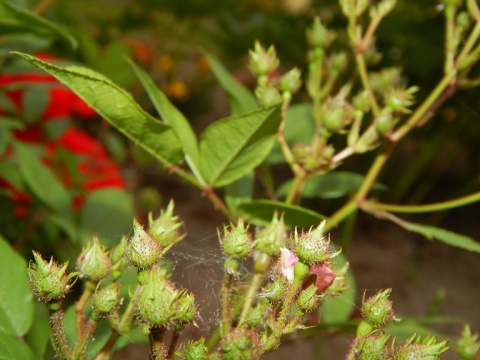 Kliknij na zdjęcie, żeby zobaczyć w pełnych wymiarach