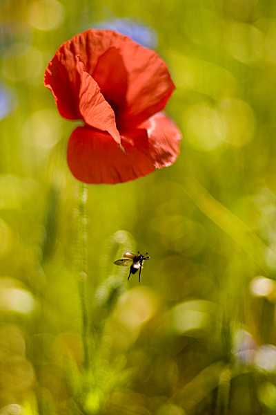 Kliknij na zdjęcie, żeby zobaczyć w pełnych wymiarach