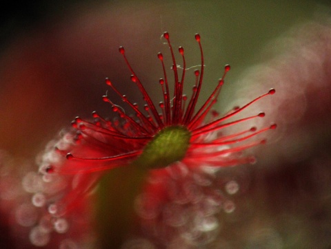 Kliknij na zdjęcie, żeby zobaczyć w pełnych wymiarach