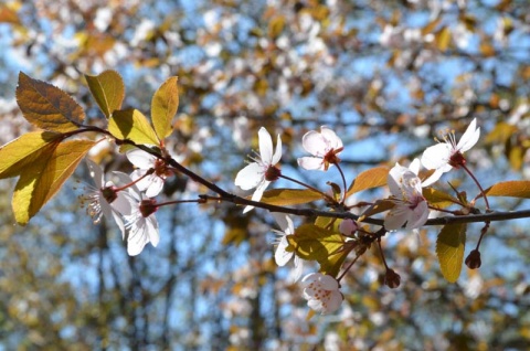 Kliknij na zdjęcie, żeby zobaczyć w pełnych wymiarach