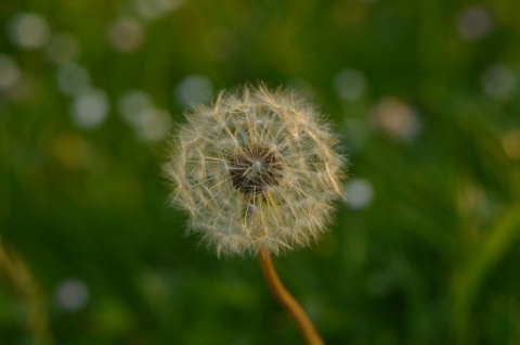 Kliknij na zdjęcie, żeby zobaczyć w pełnych wymiarach
