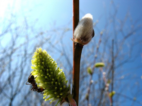 Kliknij na zdjęcie, żeby zobaczyć w pełnych wymiarach