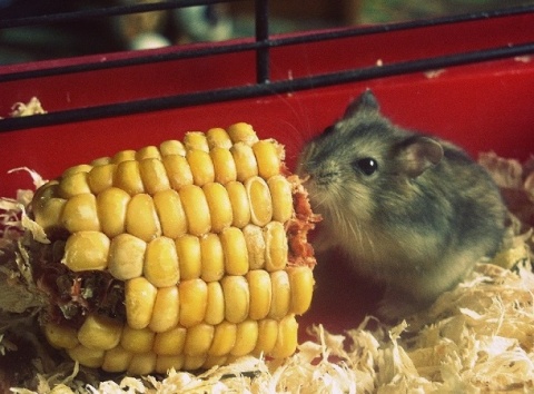 Kliknij na zdjęcie, żeby zobaczyć w pełnych wymiarach