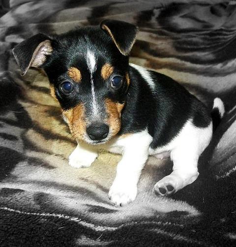 Kliknij na zdjęcie, żeby zobaczyć w pełnych wymiarach