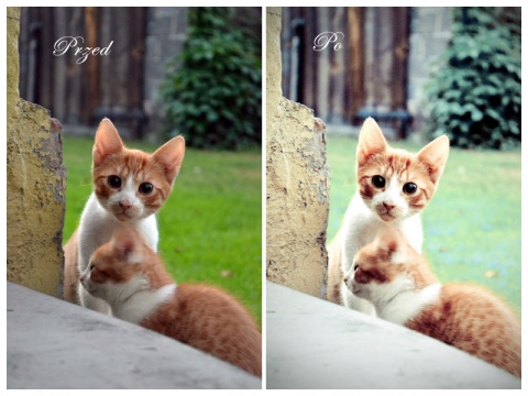 Kliknij na zdjęcie, żeby zobaczyć w pełnych wymiarach