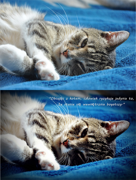 Kliknij na zdjęcie, żeby zobaczyć w pełnych wymiarach