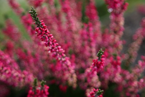 Kliknij na zdjęcie, żeby zobaczyć w pełnych wymiarach