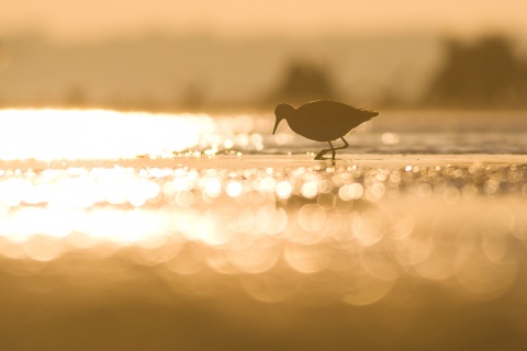 Kliknij na zdjęcie, żeby zobaczyć w pełnych wymiarach