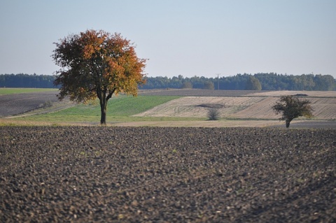Kliknij na zdjęcie, żeby zobaczyć w pełnych wymiarach