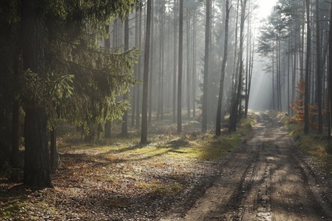 Kliknij na zdjęcie, żeby zobaczyć w pełnych wymiarach