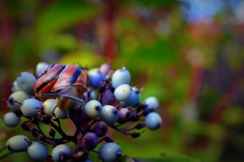 Kliknij na zdjęcie, żeby zobaczyć w pełnych wymiarach