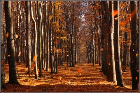 Kliknij na zdjęcie, żeby zobaczyć w pełnych wymiarach