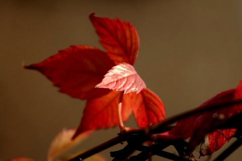Kliknij na zdjęcie, żeby zobaczyć w pełnych wymiarach