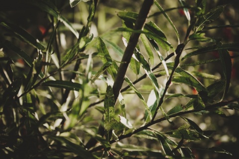 Kliknij na zdjęcie, żeby zobaczyć w pełnych wymiarach