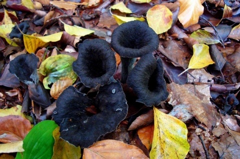 Kliknij na zdjęcie, żeby zobaczyć w pełnych wymiarach