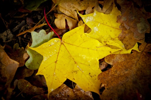 Kliknij na zdjęcie, żeby zobaczyć w pełnych wymiarach