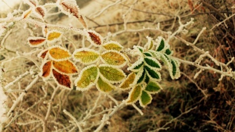 Kliknij na zdjęcie, żeby zobaczyć w pełnych wymiarach