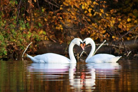 Kliknij na zdjęcie, żeby zobaczyć w pełnych wymiarach