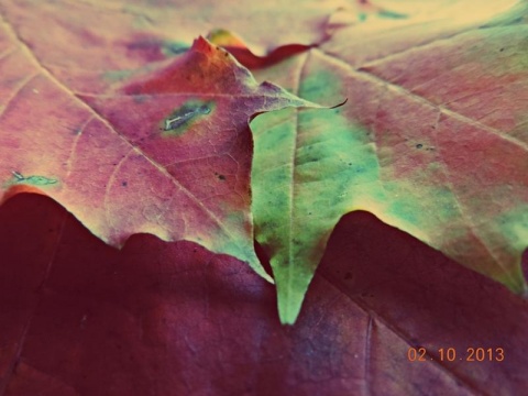 Kliknij na zdjęcie, żeby zobaczyć w pełnych wymiarach