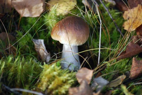 Kliknij na zdjęcie, żeby zobaczyć w pełnych wymiarach