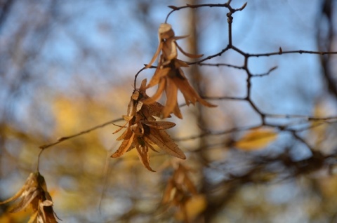 Kliknij na zdjęcie, żeby zobaczyć w pełnych wymiarach