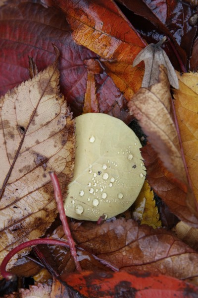 Kliknij na zdjęcie, żeby zobaczyć w pełnych wymiarach