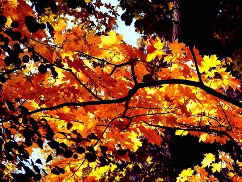 Kliknij na zdjęcie, żeby zobaczyć w pełnych wymiarach