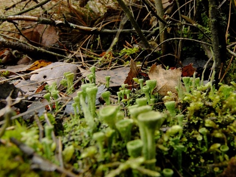 Kliknij na zdjęcie, żeby zobaczyć w pełnych wymiarach