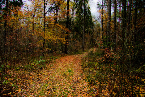 Kliknij na zdjęcie, żeby zobaczyć w pełnych wymiarach