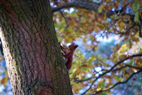 Kliknij na zdjęcie, żeby zobaczyć w pełnych wymiarach