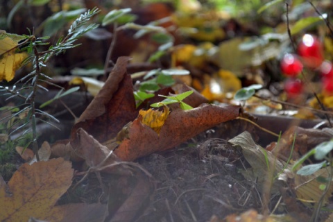 Kliknij na zdjęcie, żeby zobaczyć w pełnych wymiarach