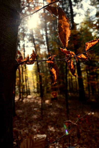 Kliknij na zdjęcie, żeby zobaczyć w pełnych wymiarach