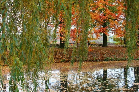 Kliknij na zdjęcie, żeby zobaczyć w pełnych wymiarach
