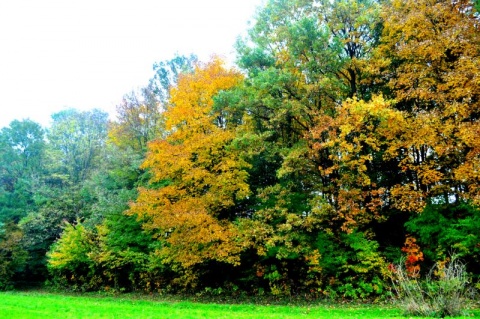 Kliknij na zdjęcie, żeby zobaczyć w pełnych wymiarach