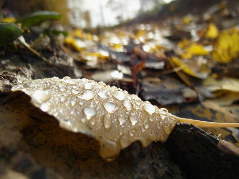 Kliknij na zdjęcie, żeby zobaczyć w pełnych wymiarach