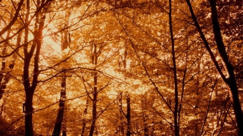 Kliknij na zdjęcie, żeby zobaczyć w pełnych wymiarach