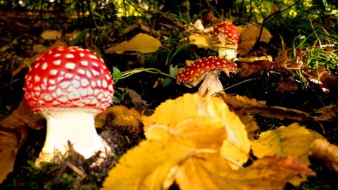 Kliknij na zdjęcie, żeby zobaczyć w pełnych wymiarach