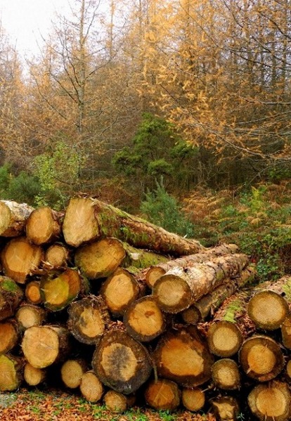 Kliknij na zdjęcie, żeby zobaczyć w pełnych wymiarach