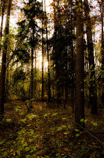 Kliknij na zdjęcie, żeby zobaczyć w pełnych wymiarach