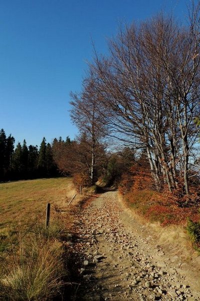 Kliknij na zdjęcie, żeby zobaczyć w pełnych wymiarach