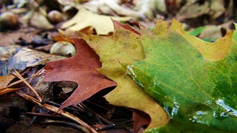 Kliknij na zdjęcie, żeby zobaczyć w pełnych wymiarach