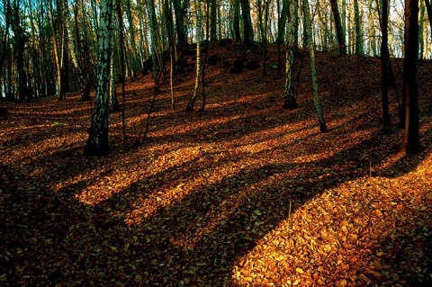 Kliknij na zdjęcie, żeby zobaczyć w pełnych wymiarach