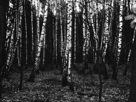 Kliknij na zdjęcie, żeby zobaczyć w pełnych wymiarach