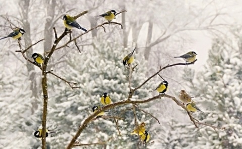 Kliknij na zdjęcie, żeby zobaczyć w pełnych wymiarach