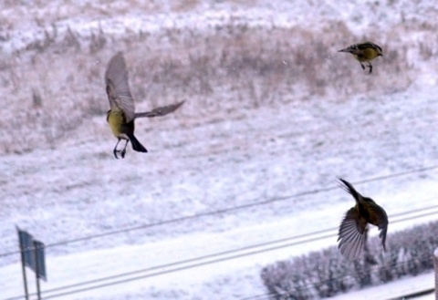 Kliknij na zdjęcie, żeby zobaczyć w pełnych wymiarach
