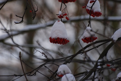 Kliknij na zdjęcie, żeby zobaczyć w pełnych wymiarach